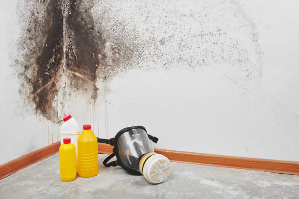 Office Mold Removal Services in Coral Terrace, FL
