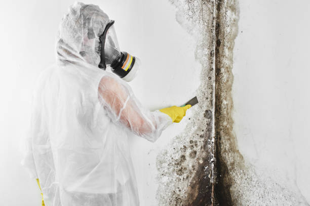 Best Crawl Space Mold Removal  in Coral Terrace, FL