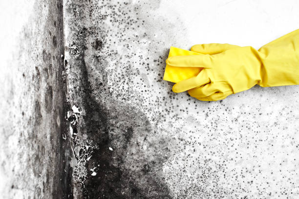 Best Residential Mold Removal  in Coral Terrace, FL