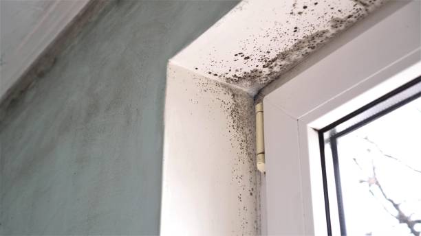 Best Professional Mold Removal  in Coral Terrace, FL