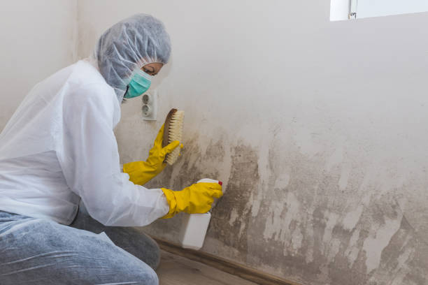 Best Office Mold Removal Services  in Coral Terrace, FL