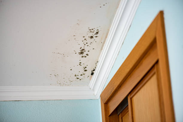 Best Commercial Mold Removal  in Coral Terrace, FL
