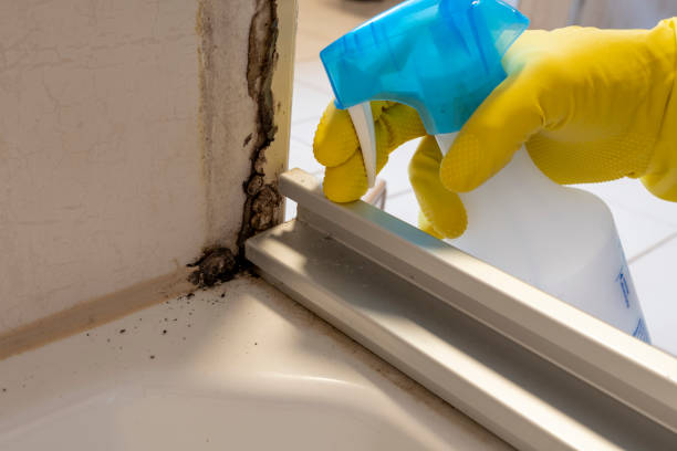 Office Mold Removal Services in Coral Terrace, FL