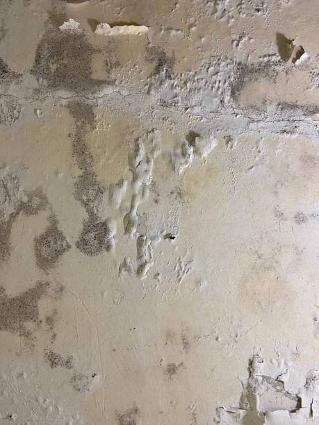 Best Mold Remediation Experts  in Coral Terrace, FL