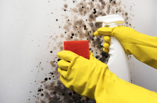 Best Same-Day Mold Removal  in Coral Terrace, FL