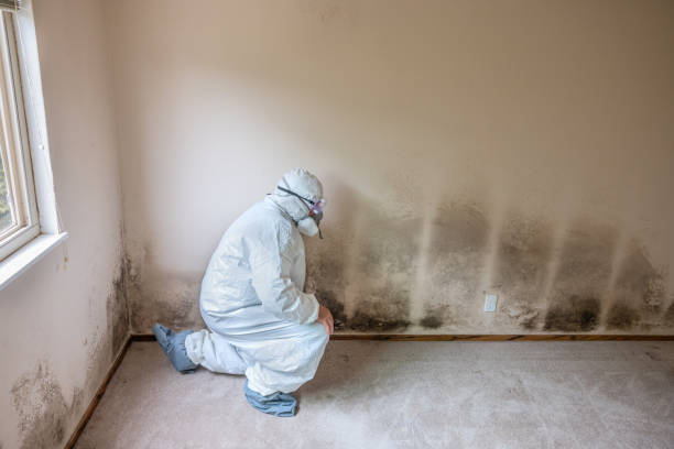 Best Toxic Mold Removal  in Coral Terrace, FL